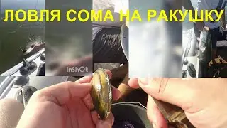 ЛОВЛЯ СОМА НА РАКУШКУ. 2021.