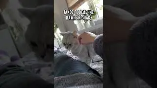 Смешные коты - Майя 