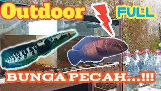 Treatment Full Outdoor Channa Maru Di Tank dan Galon