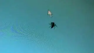 Spider stalks Cursor