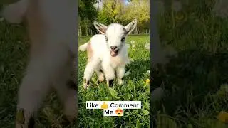 Adorable Talking Goat Saying 'May May'! 😍🐐