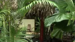 Nosara Paradise Rentals - Nature Preserve