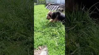 Собака Дрифти возомнила себя коровой🤣