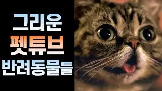 이젠 볼 수 없는 유명 펫튜브 반려동물들