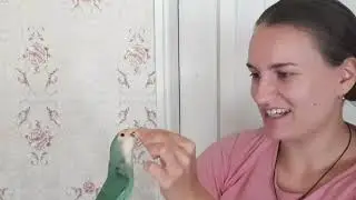 КАК ПРИРУЧИТЬ ПОПУГАЯ ВЫПОЛНЯТЬ КОМАНДЫ .Повторяем все команды!