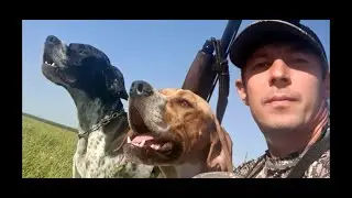 Охота на перепела с АНГЛИЙСКИМИ ПОЙНТЕРАМИ