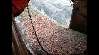 The Most Advance Net Fishing On Deep Sea | Big Catch in the Sea