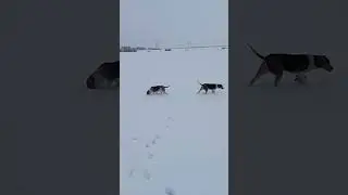 нагонка собак