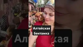 Лучшие курочки для дома)