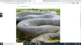 End to End Image Classification of Python and Anacondas deployment with Streamlit to render cloud