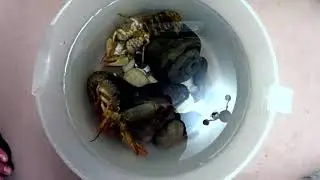 Линька речного рака
