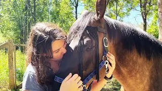 Horse Sven gets a muzzle massage and falls asleep in the forest. Such a sleepy boy!