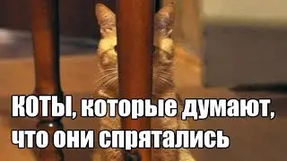 Коты, которые думают, что отлично спрятались