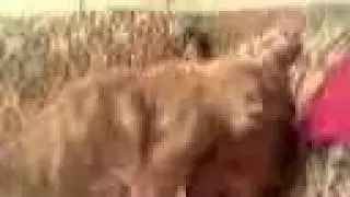 Стёпкина любовь