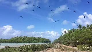 Frigatebirds flying above Tetiaroa