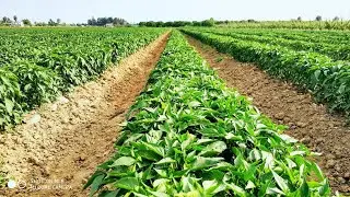 Awesome jalapeno chilli pepper growing . Jalapeno pepper farm and harvest
