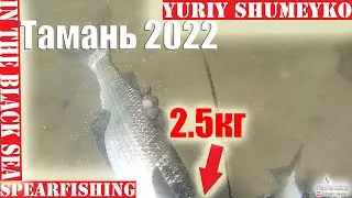 Охота в Тамани на Лобана 2022  открытие сезона ! ! ! 2022 ! ! !