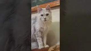 I'M А CAT!