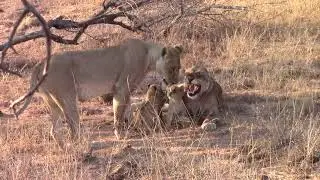 Lion cubs greeting mother