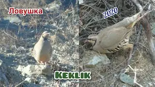 Лучшая Ловушка,Капкан на Кеклика (Keklik) 2020. Бехтарин Шикори Кабк бо Гушак 2020 Keklik in Tjk