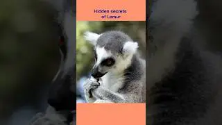 Hidden secrets of Lemur #fact #facts #short #shorts #animal #animals