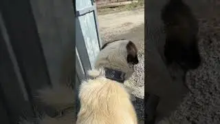Черкес 🐾