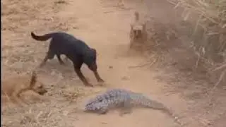 TEIÚ| ATACANDO PESSOAS E CACHORROS.