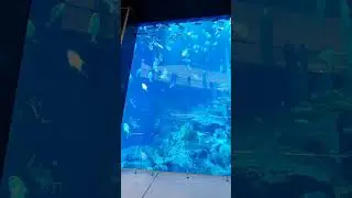 the largest indoor aquarium you will ever see