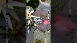 CP Promo 1: Lotus/Waterlily cultivation from scratch!! 