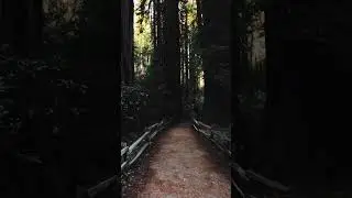 Dark Forest | White Noise | Insomnia | Deep Sleep