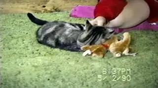 1993 April 10th Anniversary of  Country Inn Reasturant 1994 Jan  16 Snickers and puppies  Sam and Ru