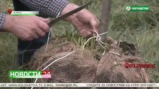 📹 Сюжет НТРК «Ингушетия»: В канун Дня Победы в Ингушетии прошла международная акция "Сад памяти"