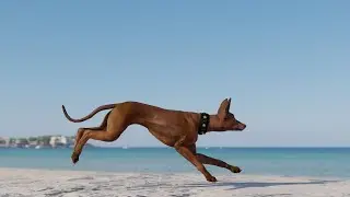 Dog's Day Out - Relaxing Summer Beach Naturescape Animated Screensaver Video