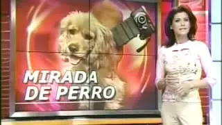 PERRO FOTÓGRAFO - MIRADA DE PERRO -