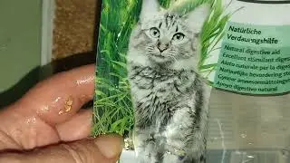 Трава для котиков /выращивание дома #cats #catfamily