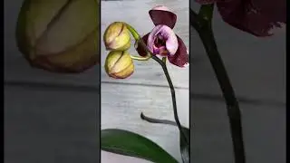 Раскрытие орхидеи фаленопсис || 24 часа в 20 секундах ❤️ 