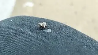 মশার খাবার খায়