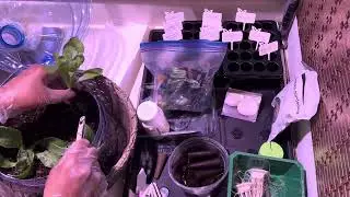 Seed Dropping and Avocado Gumbo Talk