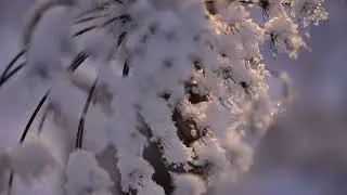 Зимнее созерцание. Winter contemplation.