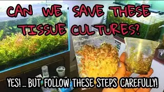 SAVE OLD & MELTING Tissue Culture Aquarium PLANTS. How To - Low Tech Tanks & HiTech Tanks Save Money