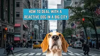 Dealing with REACTIVE DOGS in the Big City.
