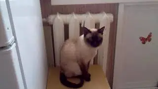 04112012086