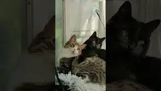 Котосиеста)