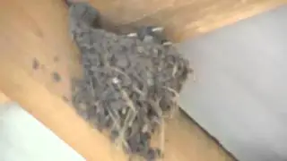 Ласточкино гнездо