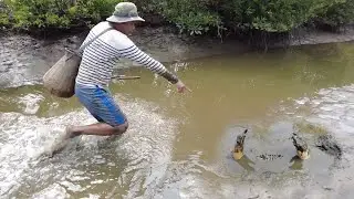 I Found Big Huge Mud Crabs at Swamp | So Big Mud Crabs