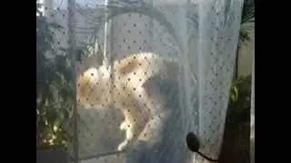 Ромео и Джульетта по-кошачьи.