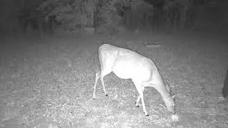Deer feeding in the morning caught on tree camera.