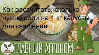 Как рассчитать, сколько нужно соли на 1 кг капусты для квашения