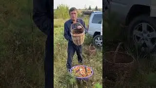 Искать грибы и собирать грибы - разные вещи