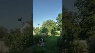 Dog Fight (воздушные бои) стрижей